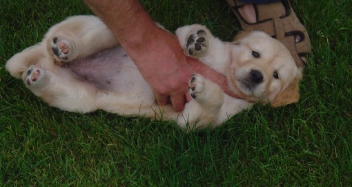 puppy golden retriever van het Nielerdal