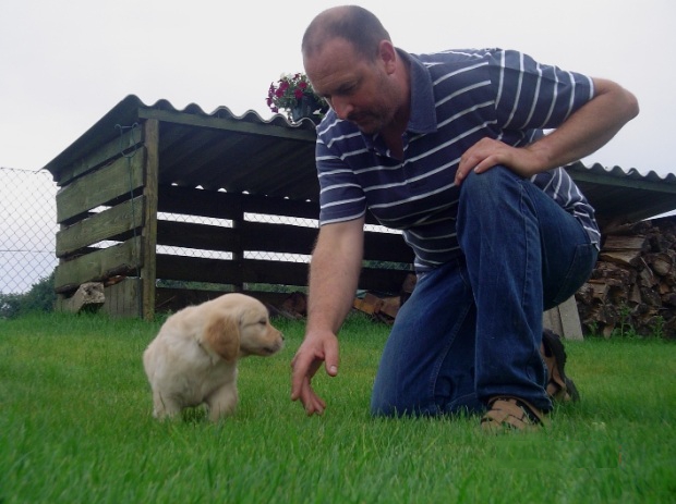 puppy golden retriever van het Nielerdal