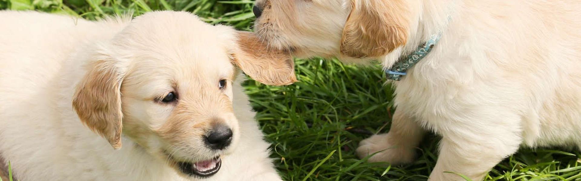 Golden Retriver puppy