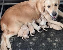 Taila pups