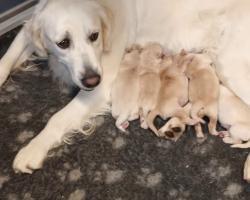 Unidana met de pups