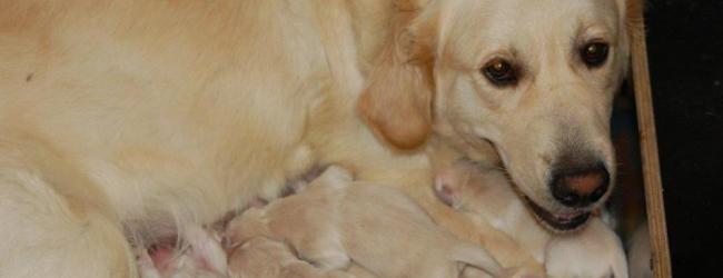 Ninain met pups golden-retriever