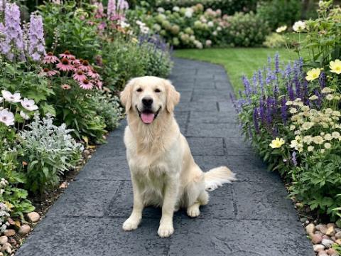 Yoko golden girl Van 't Nielerdal