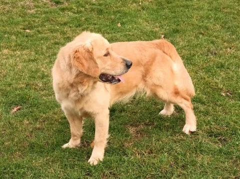 Xilly van 't Nielerdal